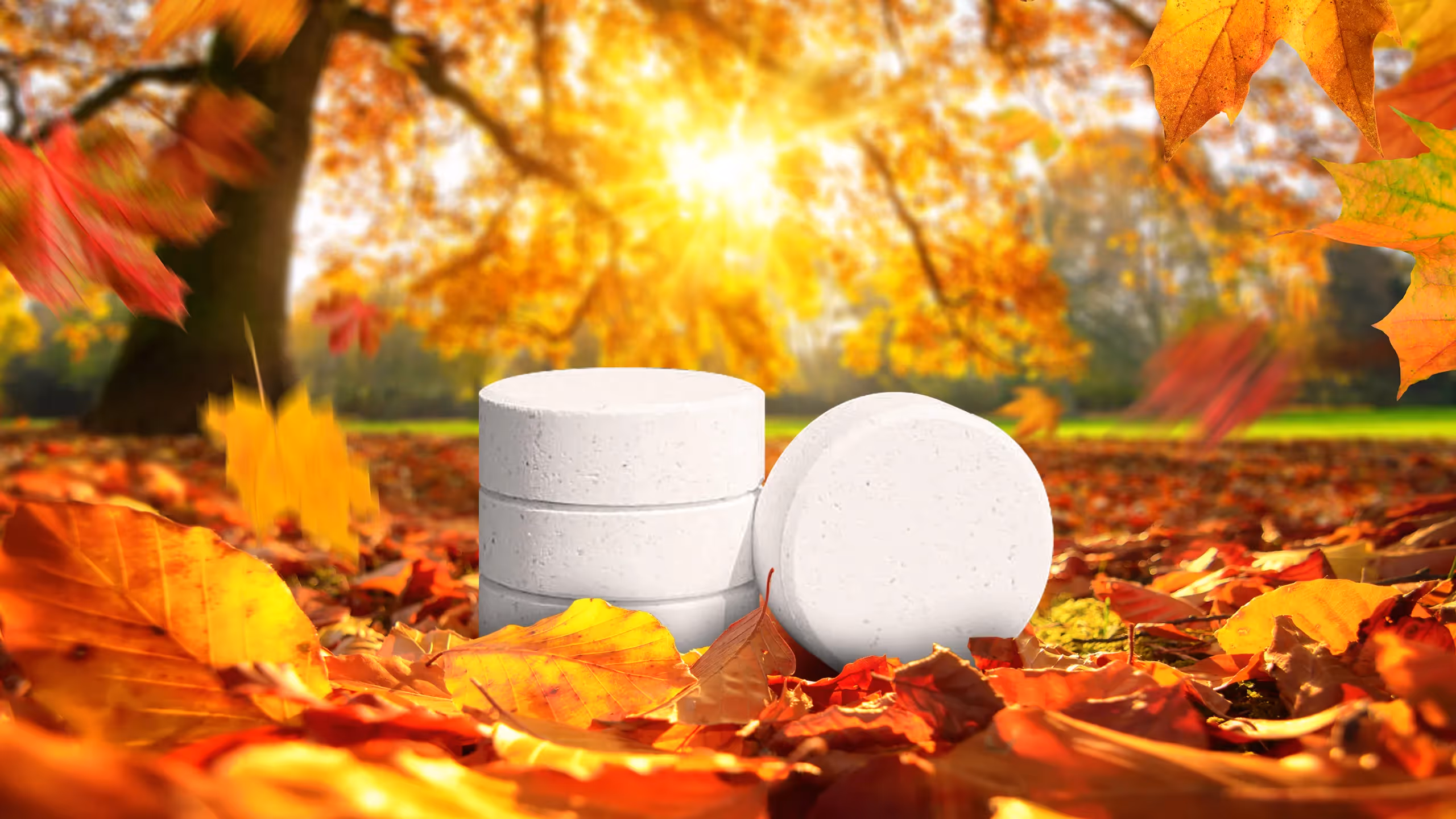 Three white chlorine tablets on colorful autumn leaves with sunlight filtering through trees.
